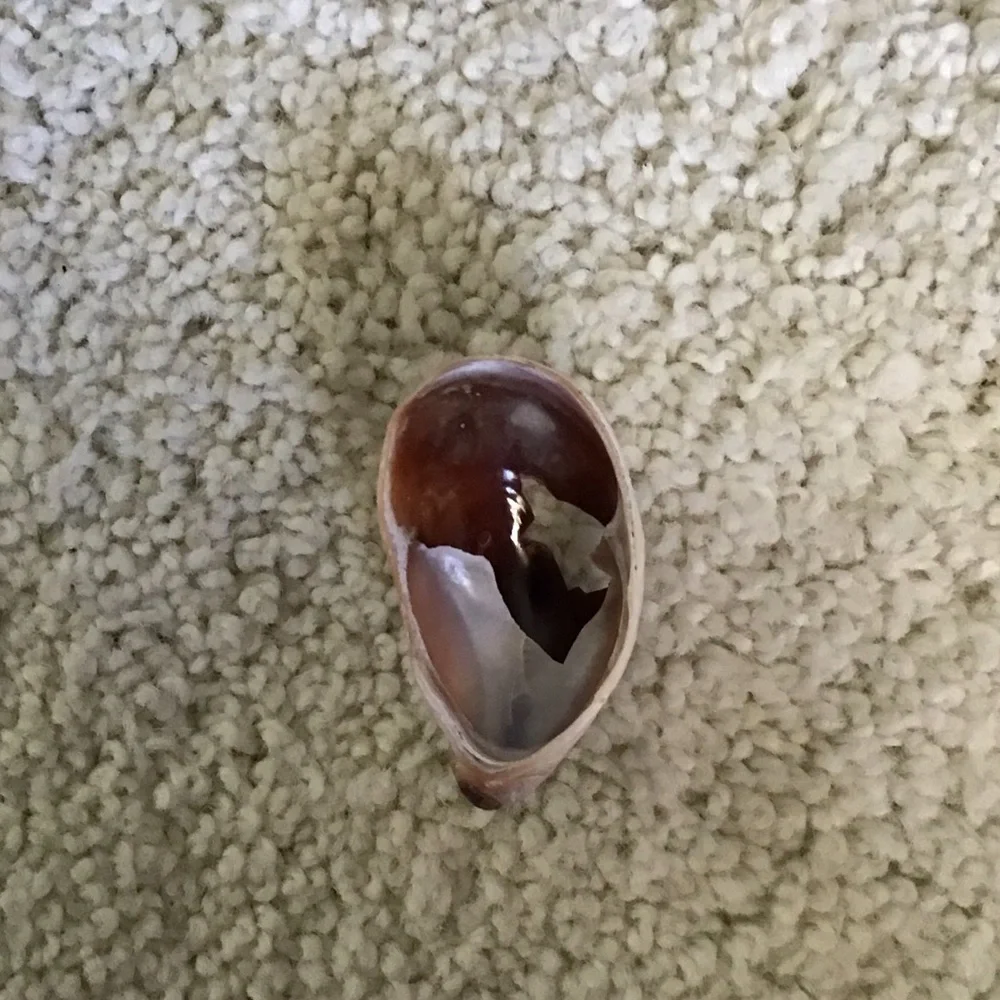 Natural Hermit Crab Shell for Small Pets